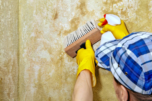 Madras, OR Mold Removal Company