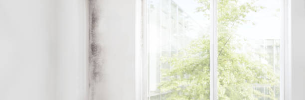 Best Mold Documentation for Insurance Claims  in Madras, OR