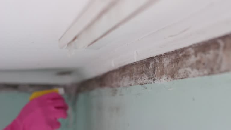 Forensic Mold Investigation in Madras, OR